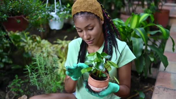 African American Female Gardener Gloves Replanting Pilea Plant Hothouse — Stock Video