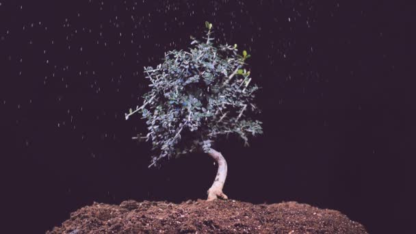 Slow Motion Small Olive Tree Growing Soil Rain Snowfall Black — 비디오