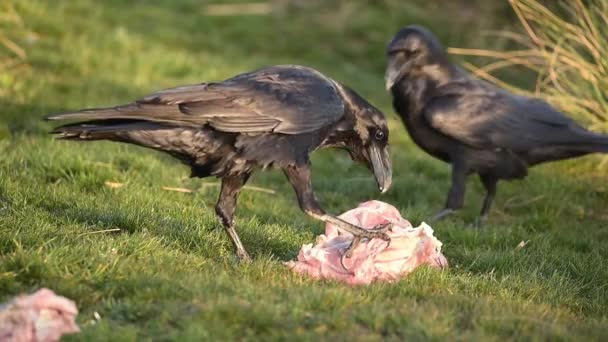 Tiempo Real Cuervos Negros Sentados Prados Herbosos Comiendo Presas Mirando — Vídeo de stock