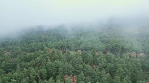 Luchtfoto Van Bomen Die Groeien Weelderig Bos Onder Drijvende Wolken — Stockvideo