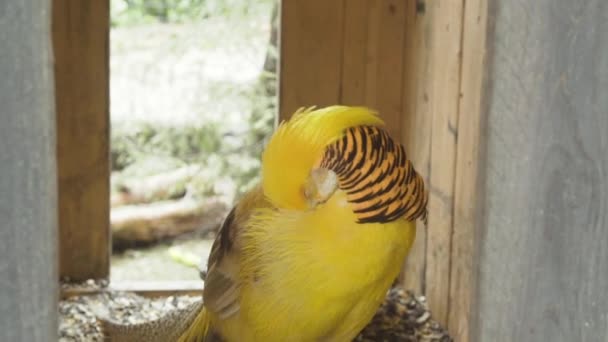 温文尔雅的金鸡 头戴鲜艳的黄色羽毛 矗立在木笼中 — 图库视频影像