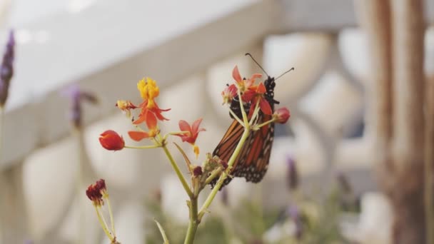 Insecte Gros Plan Volant Autour Atterrissant Sur Plante Fleurs Jour — Video