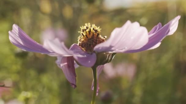 Insecto Primer Plano Volando Aterrizando Planta Floreciente Soleado Día Verano — Vídeos de Stock