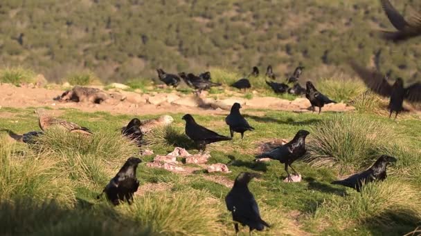 Tiempo Real Cuervos Negros Sentados Prados Herbosos Comiendo Presas Mirando — Vídeos de Stock