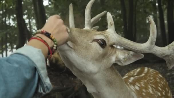 Femme Nourrissant Des Cerfs Dans Habitat Naturel — Video