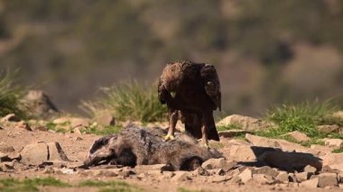 Aquila Chrysaetos 'un gerçek zamanı. Kahverengi tüyleri ve büyük gagalarıyla avını yiyor. Güneşli bir günde etrafa bakıyor ve uçuyor.