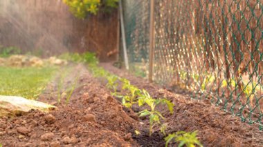 Toprakta yeşil fideleri sulayan