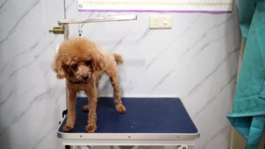 Köpek bakımı salonu. Hayvan bakımı