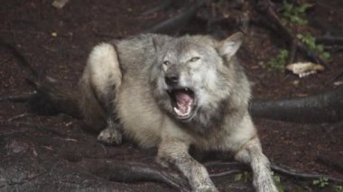 Islak ormanda vahşi bir kurt.