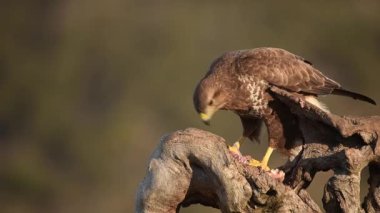 Kuru ağaç gövdesinde oturup avını yiyen kahverengi ve sarı tüylü vahşi bir akbaba.