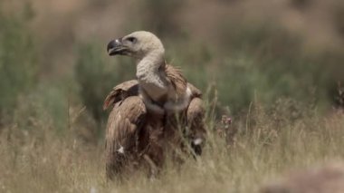 Etobur Griffon Akbaba Akbaba Kafası beyaz Çimenli çayırlarda duruyor Vahşi doğada güneşli bir günde