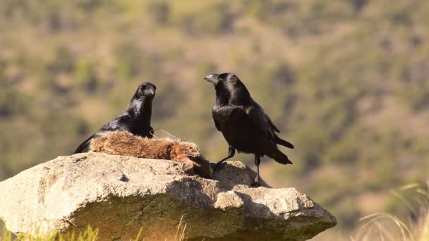 Tiempo Real Pájaros Cuervos Negros Sentados Piedra Comiendo Presas Mirando — Vídeos de Stock