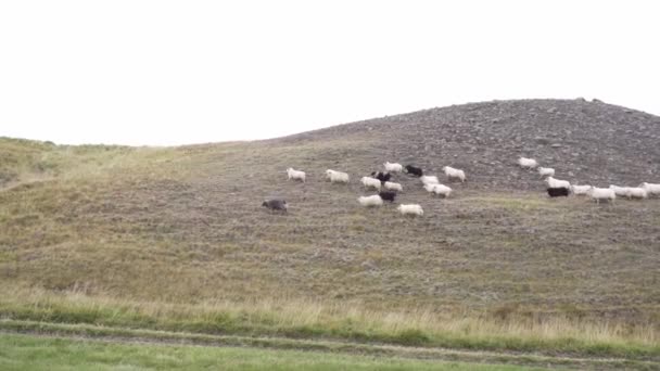 アイスランドの高地で牧草地に沿って走る白と黒の羊の群れの側面 — ストック動画