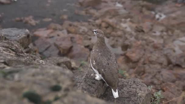 Uccello Ptarmigan Roccia Con Piumaggio Marrone Bianco Che Toglie Roccia — Video Stock