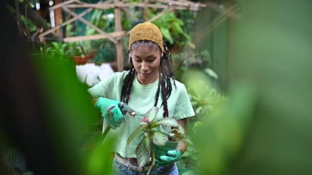 Afro Amerikalı Kadın Bahçıvan Eldivenleriyle Seradaki Yeşil Bitkileri Suluyor — Stok video