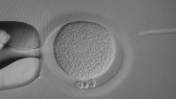 電子顕微鏡を通して現代の診療所で受精の過程で精子を卵子に挿入する閉鎖顕微鏡下の細い針 — ストック動画