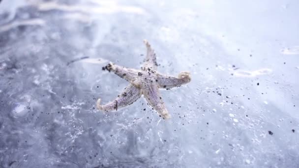 Vysoký Úhel Mražené Hvězdice Průhledném Ledu Mrazivém Severním Islandu — Stock video