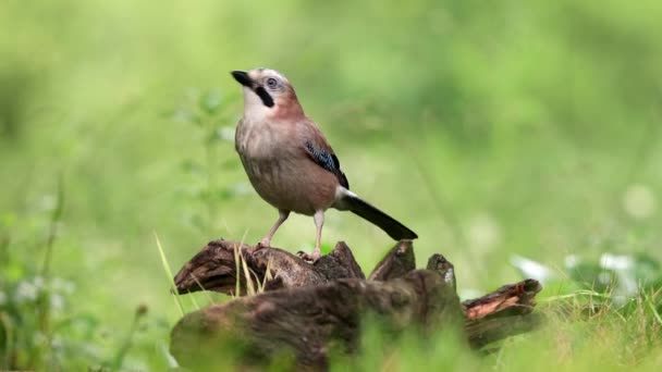Wdzięczny Mały Eurazjatycki Jay Passerine Ptak Różowym Brązowym Upierzenie Ciała — Wideo stockowe