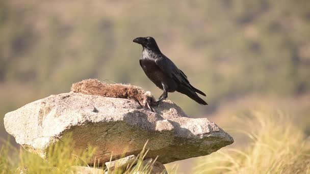 Tiempo Real Pájaro Cuervo Negro Sentado Piedra Comiendo Presas Mirando — Vídeo de stock