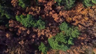 Sonbahar ormanlarında gündüz vakti mavi nehrin yanında büyüyen parlak çok renkli ağaçların İHA görüntüsünden.