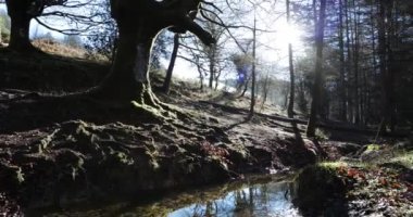 Ormanda gün doğumu Nehirde yansımalarla