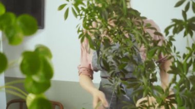 Önlüklü bir kadının Clusia Rosea ve Pilea peperomioides yakınlarındaki çay tabağına otlu ve yemyeşil bir Schefflera arboricola koyarak evde bahçeyle uğraşırken çekilen görüntülerini aşağı eğ.