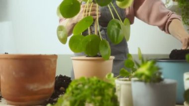 Anonim kadın bahçıvan evdeki dağınık masanın üzerine pilea peperomioidlerle toprak koyuyor.