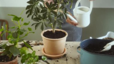 Önlüklü tanınmayan bir kadın, evde bahçeyle uğraşırken Clusia Rosea ve Pilea peperomioides 'in yanındaki çay tabağının üzerine Schefflera Arboricola ile ot koyuyor.