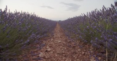 Gün batımında tarlada güzel lavanta çiçekleri 