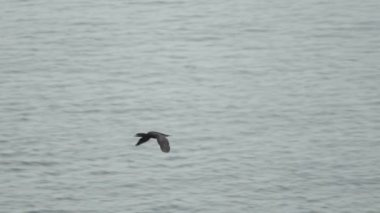 Kanada 'daki Forillon Ulusal Parkı' ndaki dalgalı göl suyunun üzerinde süzülen vahşi ördeğin izini sürüyorum.