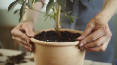 Tanınmayan bir kadının, Schefflera Arboricola ile ot kenarındaki toprağı temizlemesi ve sonra da evde bahçe işleriyle uğraşırken kirli masadan bitki kaldırması.