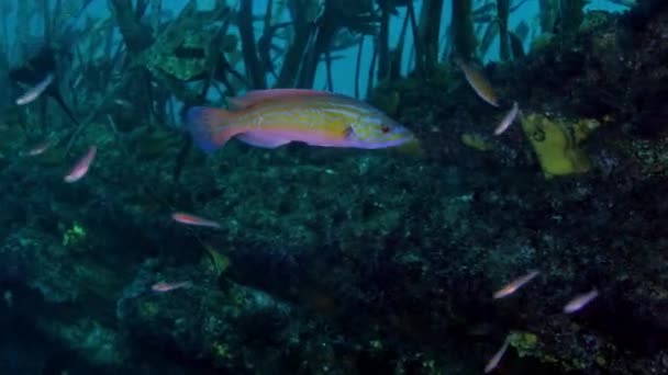 Peces Rojos Con Aletas Afiladas Nadando Cerca Arrecifes Coral Pedregosos — Vídeos de Stock