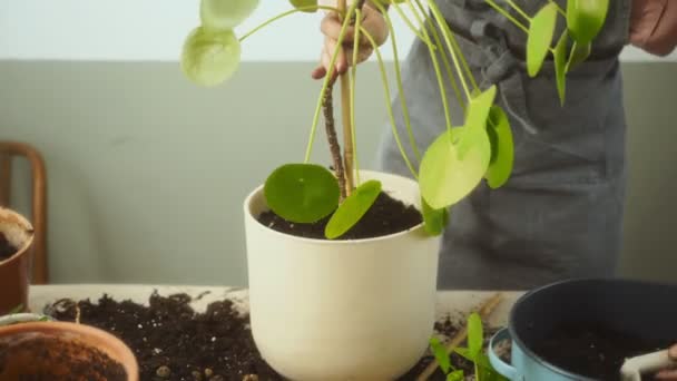 Jardineiro Feminino Anônimo Colocando Solo Panela Com Planta Pilea Peperomioides — Vídeo de Stock