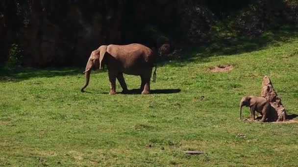 女性と赤ちゃんのアフリカゾウは 夏の自然環境で草のサバンナで一緒に斜面を歩いています — ストック動画