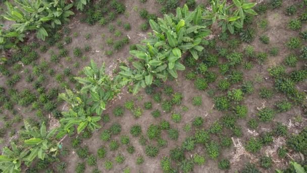 Vista Aérea Plantación Café Con Hileras Árboles Verdes Arbustos Zona — Vídeos de Stock