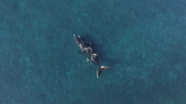 Vista Dall Alto Della Potente Madre Balena Con Vitello Che — Video Stock