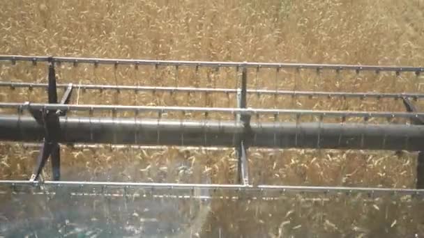 阳光明媚的农村金色麦田现代联合收割机的金属卷筒 — 图库视频影像