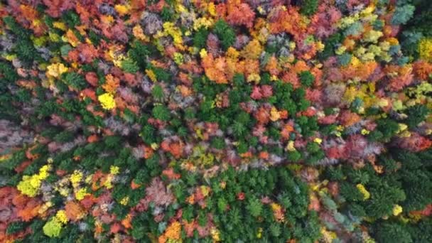 자연에서 자라는 다채로운 잎으로 다양한 높이의 나무와 조밀한 항공기 — 비디오
