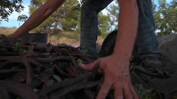 収穫期に木の下に置かれた布から熟したキャロットポッドを選ぶ作物の認識できない男性労働者 — ストック動画
