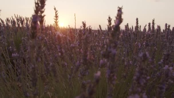 日没のフィールドで美しいラベンダーの花 — ストック動画
