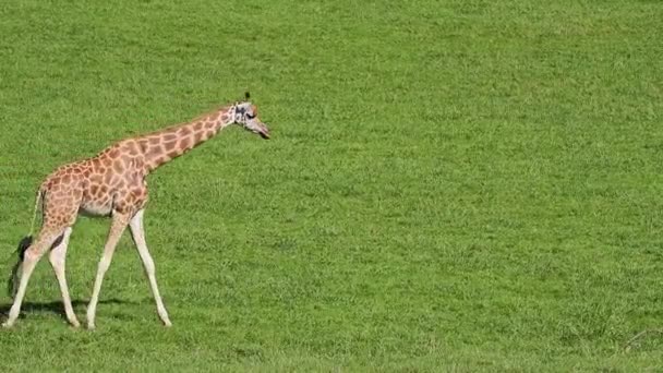 Girafa Com Casaco Estampado Chifres Peludos Curtos Pastando Prado Durante — Vídeo de Stock