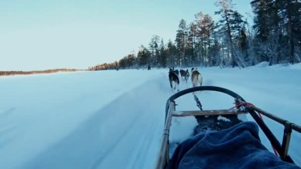 Αγνώριστο Άτομο Που Οδηγεί Έλκηθρο Ωθείται Από Μια Ομάδα Huskies — Αρχείο Βίντεο