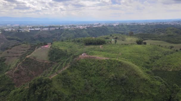 Drone View Lush Green Coffee Plantation Hill Located Armenia City — Stock Video