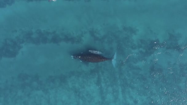 ラソーの晴れた日に海水の近くで泳いでいる赤ちゃんのカルフを持つ強力なクジラの母親のトップビュー — ストック動画