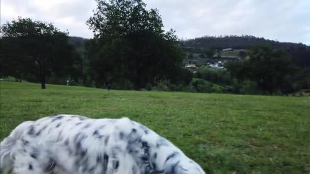 Side View Curious Adult English Setter Dog While Running Lawn — Stock Video