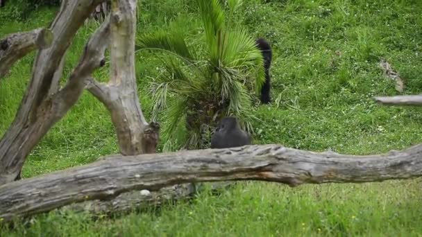 Приматы Черном Пальто Открытыми Ртами Траве Против Стволов Деревьев Саванне — стоковое видео