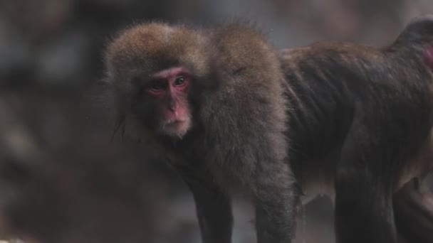 Japanese Macaque Snow Monkey — Stock Video