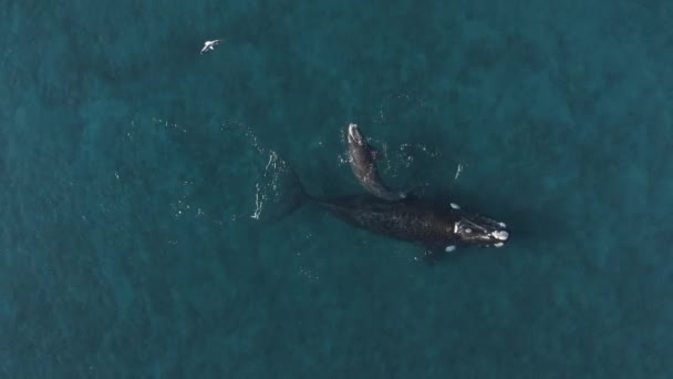 ラソーの晴れた日に海水の近くで泳いでいる赤ちゃんのカルフを持つ強力なクジラの母親のトップビュー — ストック動画