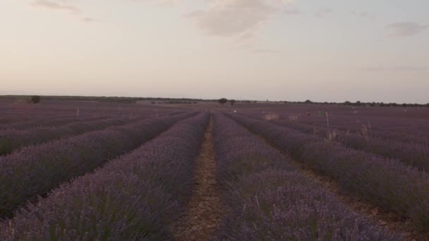 Schöne Lavendelblüten Auf Dem Feld Bei Sonnenuntergang — Stockvideo