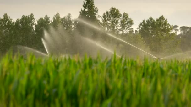 Automatiske Sprinklere Sprøjtning Rent Vand Korn Græs Landbrugsareal Landet – Stock-video